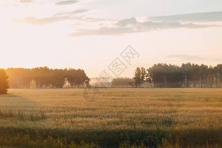 日落时黑麦和大麦的农业领图片