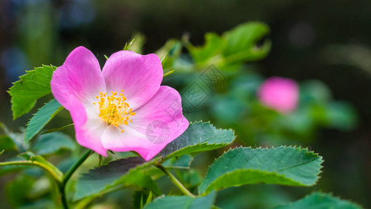 野玫瑰的粉红色花朵图片