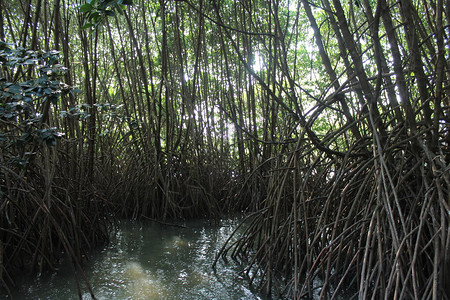 许多红树林植物在沼泽地有着长期和深厚图片