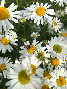 白色草地花和一只蜜蜂紧贴在一起图片