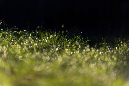清晨阳光明媚的灯光下露水的新绿草美丽的自图片