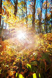 黄色调的秋景秋天的背景图片