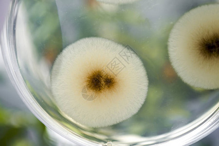 菜盘上的霉菌真Aspergillus群落高清图片