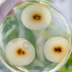 菜盘上的霉菌真Aspergillus群落高清图片