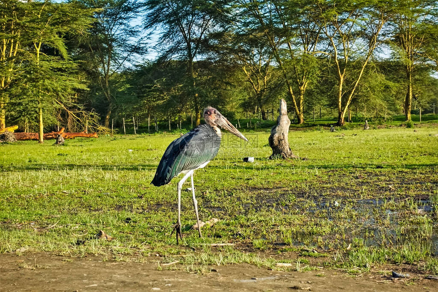 非洲野生动物一只大而孤独的马拉布在绿色的草坪上行走巨大的喙图片