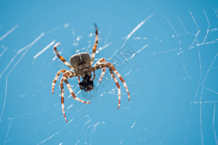 欧洲园艺蜘蛛地底蜘蛛猩十字蜘蛛或加冕兽织物图片