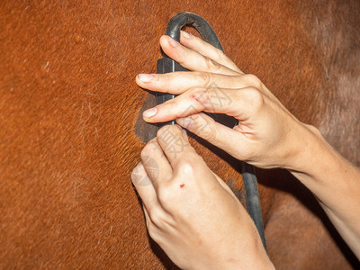 兽医生对马的心脏进行超声波和心电图检查医生在超声波机探头上的手用于剃图片