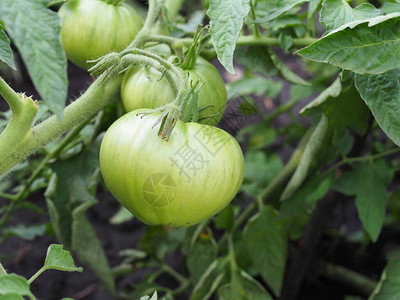 绿色西红柿农业概念夏天图片