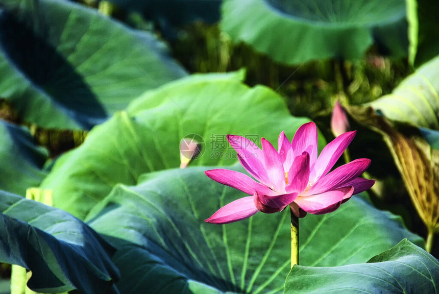 在澳大利亚上端北区Kakadu的黄水湿地拍摄的LotusLily或SacretLotusNelumbonuc图片