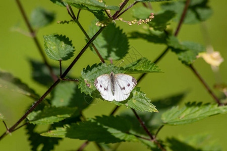 刺荨麻上有黑点的白蝴蝶在阳光明媚的夏日里在阳光下暖和起来图片