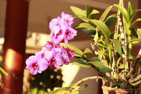 紫色兰花序带茎叶iapot图片