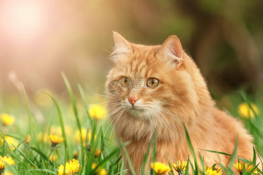 绿色夏草的红毛猫肖像背图片