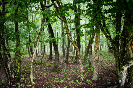 绿色夏日森林背景图片