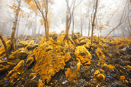秋天的黄色魔法森林图片