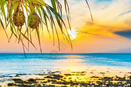 日落的海和滩椰子棕榈树图片