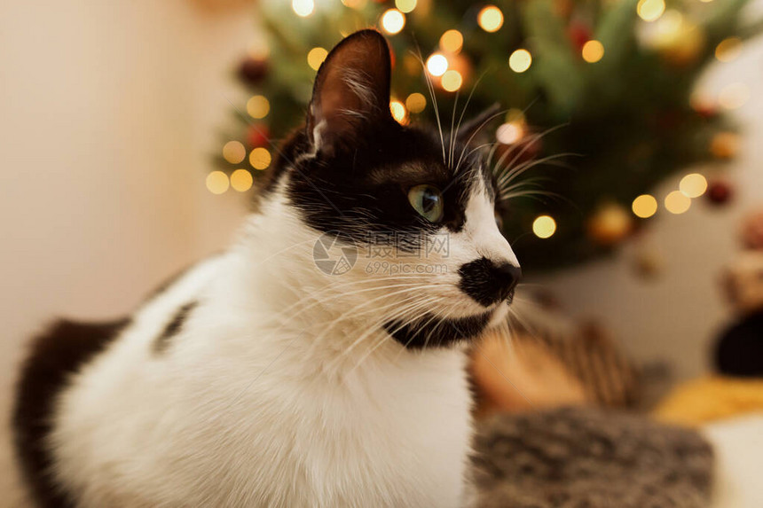 可爱的猫坐在圣诞树的背景与金色的灯光和礼物图片