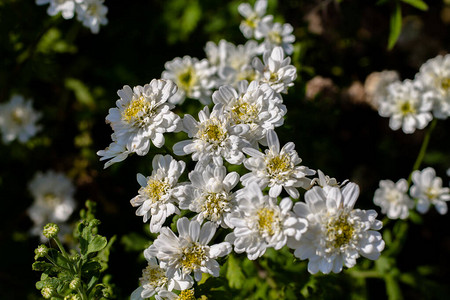 绿色花叶背景的白色花朵图片