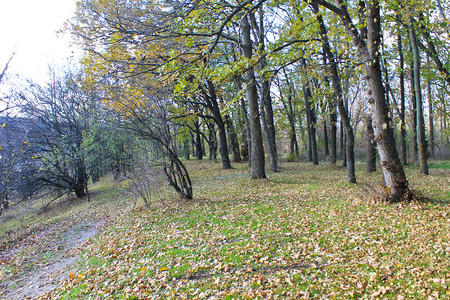 秋天森林里肮脏的乡村道路图片