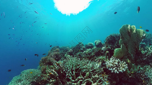 珊瑚礁场景热带水下海鱼硬珊瑚和软珊瑚图片