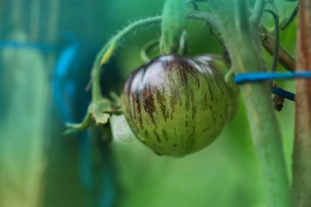 与西红柿东北虎的字段有西红柿植物的生物花园未成熟的图片