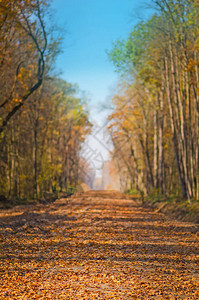 秋天走在森林里的老路与路在日落的秋天风景秋天的风景与五颜六图片