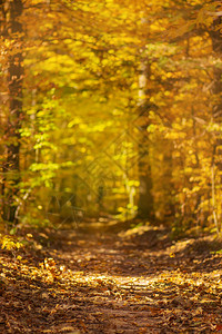 秋天森林里的秋天金树神奇的秋天森林多彩的秋季景观场景秋天五图片