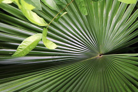 棕榈叶自然背景自然质图片