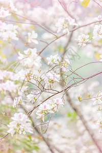夏季盛开的白色紫荆花或兰花树图片