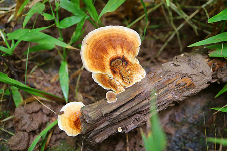 生长在森林死木上的朱砂野蘑菇图片
