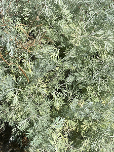 Sagebrush青草用于种植草虫木亚特米西亚图片