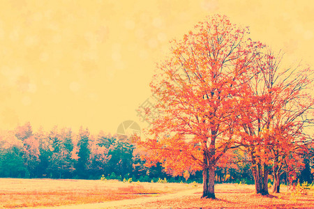 秋天落叶森林多彩的树图片