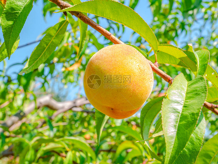 在蓝天背景的桃果实在花园里收获桃子食物照片果汁农业素食维生素树图片