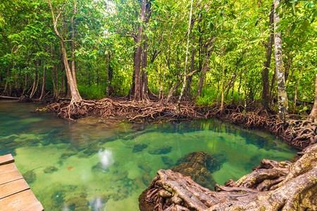 泰国克拉比热带红树林图片