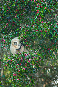 Gibbon或白手空脚的Gibbon图片
