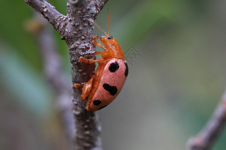 墨西哥蜜豆甲虫的宏观照片图片