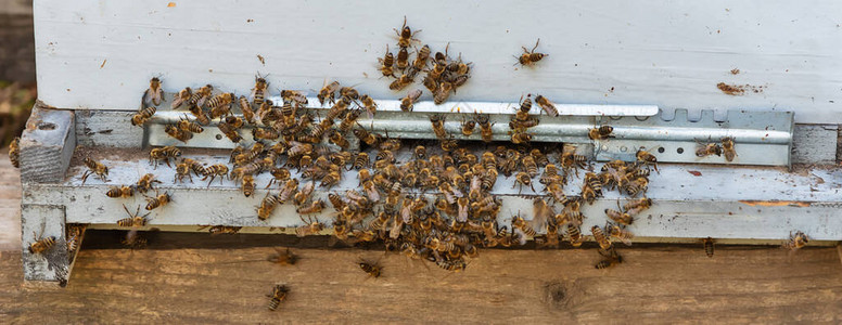 一大批蜜蜂蜜蜂进入蜂图片