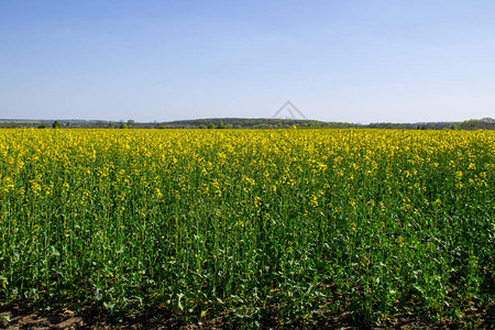 黄色开花的油菜籽领域图片