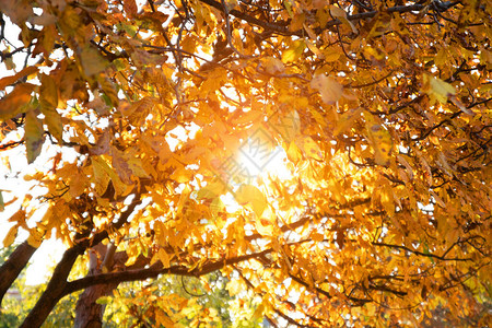 美丽的秋天在阳光下的公园里树叶多姿图片