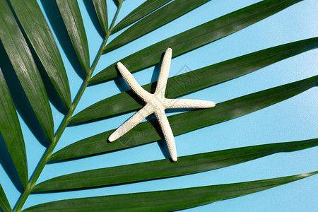 热带棕榈树叶上的海星蓝底背景图片