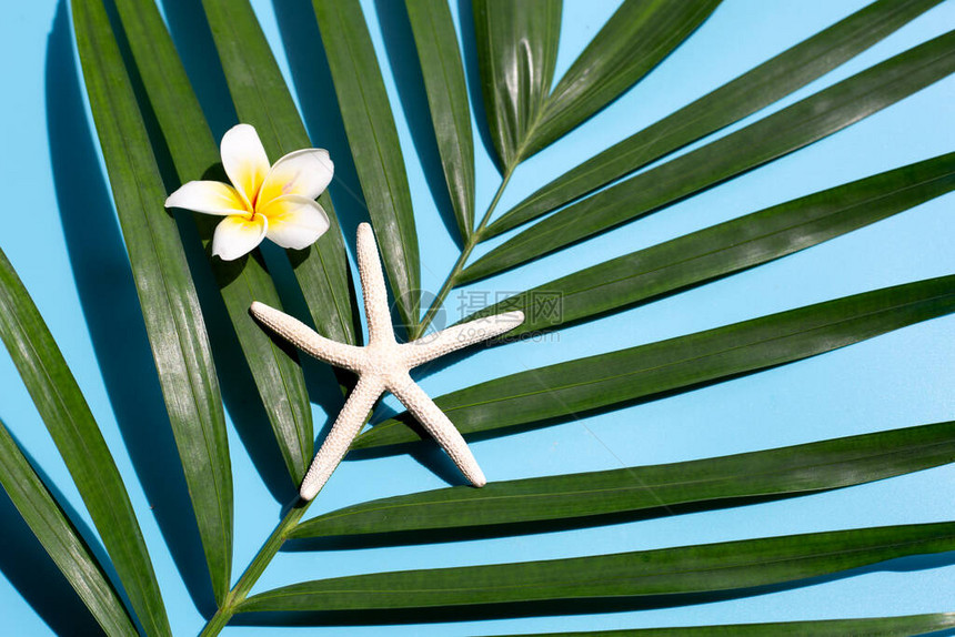 蓝底热带棕榈叶上的有梅风或红番花的海星享受暑假概图片