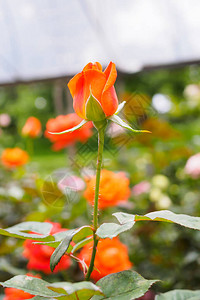 温室种植园中美丽的月季花图片