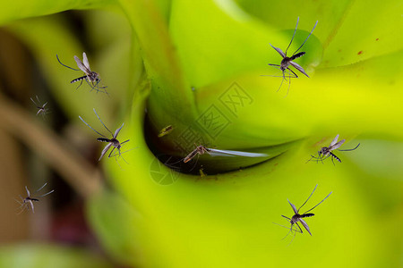 许多蚊子飞过花园里的叶子植物的积水图片