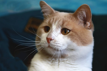 家猫的肖像米色白猫的可爱脸图片