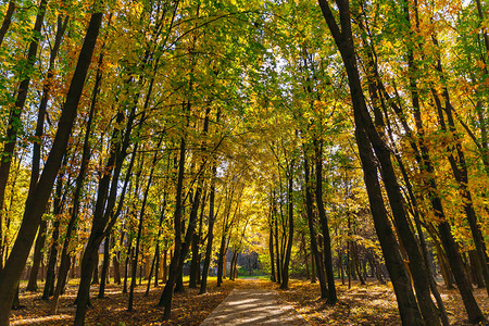 晴朗天气的美丽的秋天公园公园草地上长着五彩叶子的树阳光明图片