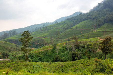 茶树植物的种植园种植茶叶的山丘斯里兰卡锡兰图片