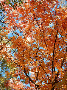 明亮的红色和黄色的秋天花楸树叶在天空的背景下图片