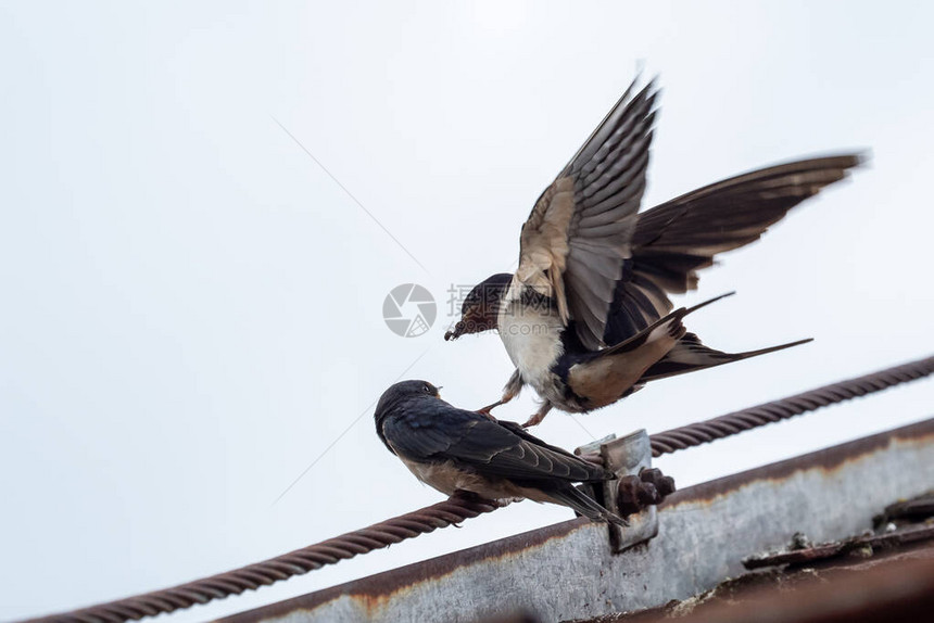 成年燕子Hirundosurvica喂养屋顶上一图片