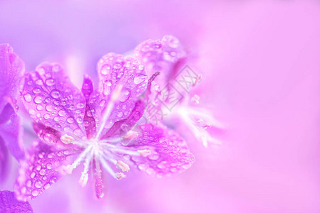 紫绿花朵有水滴紧贴在模糊的图片