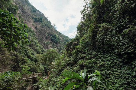 印度尼西亚公园热带雨林风光图片