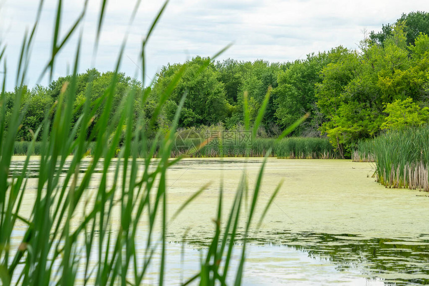 许多鹅在夏天的池塘里游泳加拿大鹅在有绿色浮萍的安图片